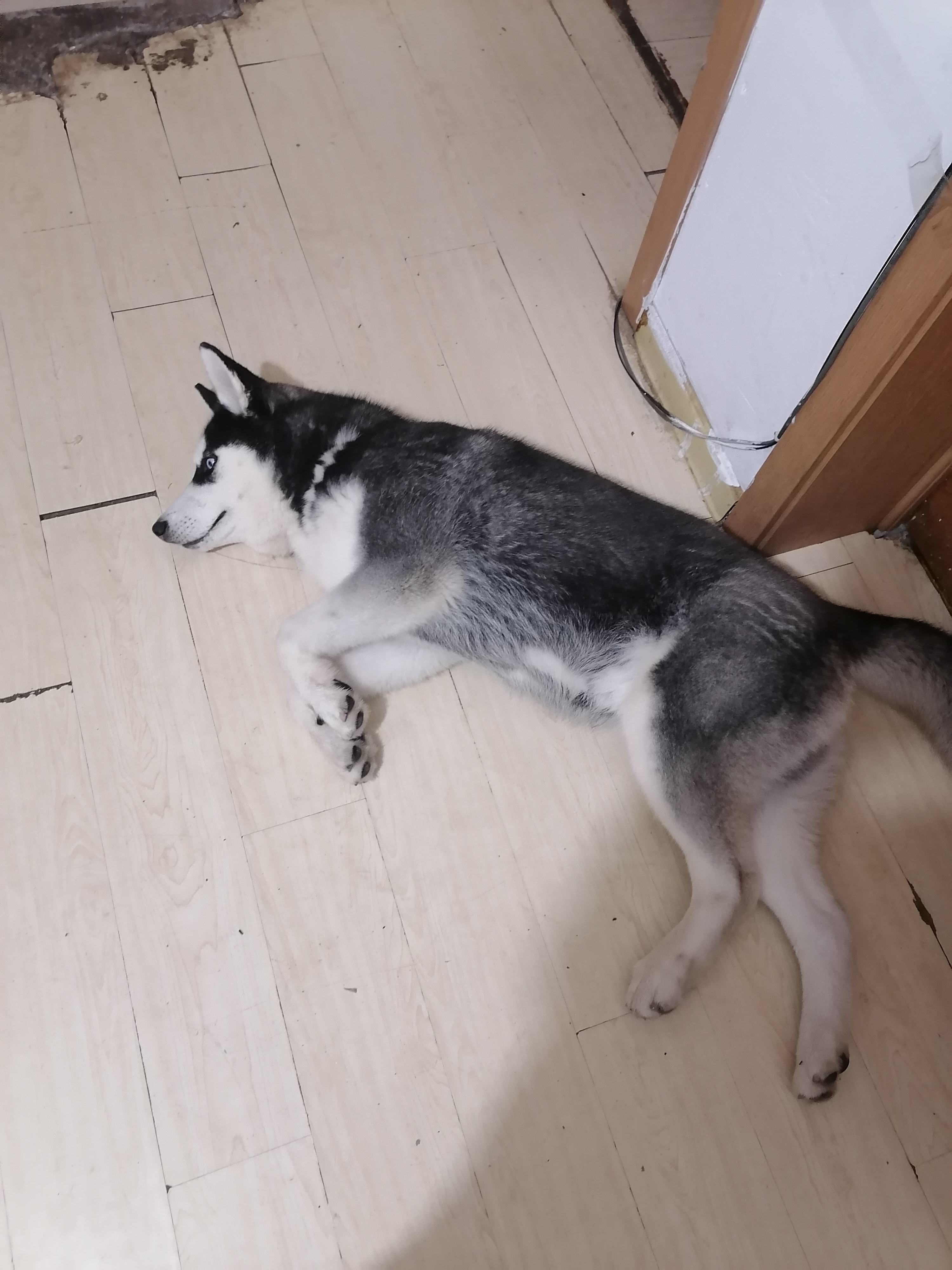 二哈